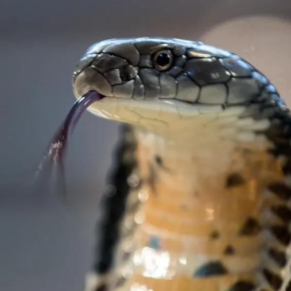 King Cobras in Casper, Wyoming: A Surprising Connection to One of the World’s Most Dangerous Snakes