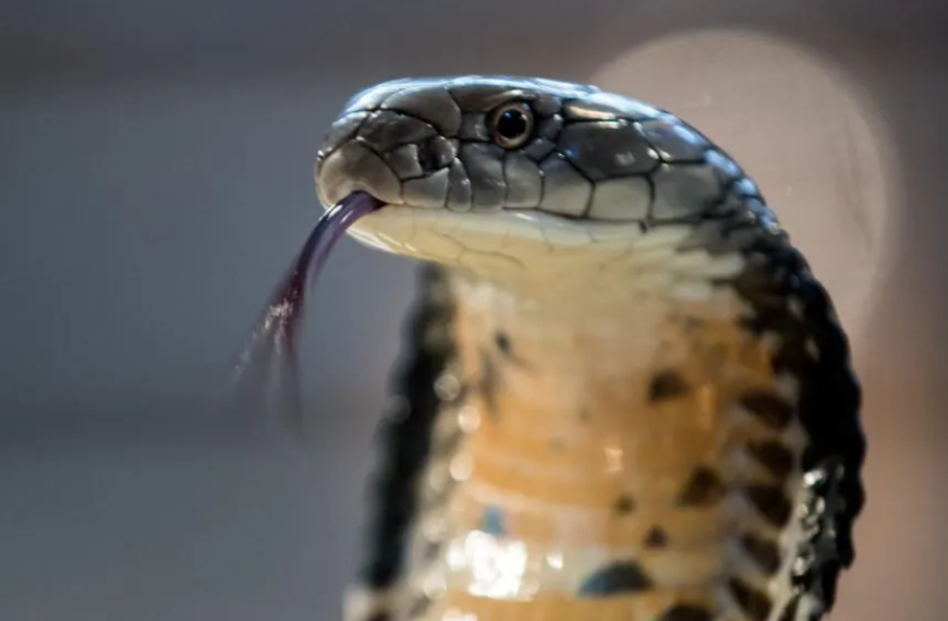 King Cobras in Casper, Wyoming: A Surprising Connection to One of the World’s Most Dangerous Snakes